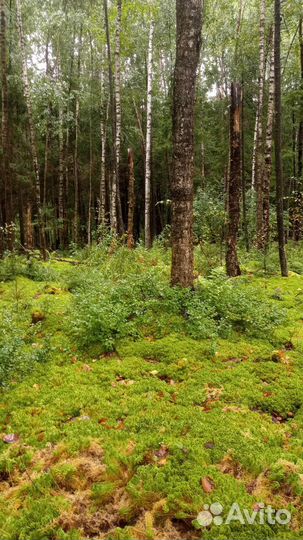 Мох сфагнум живой