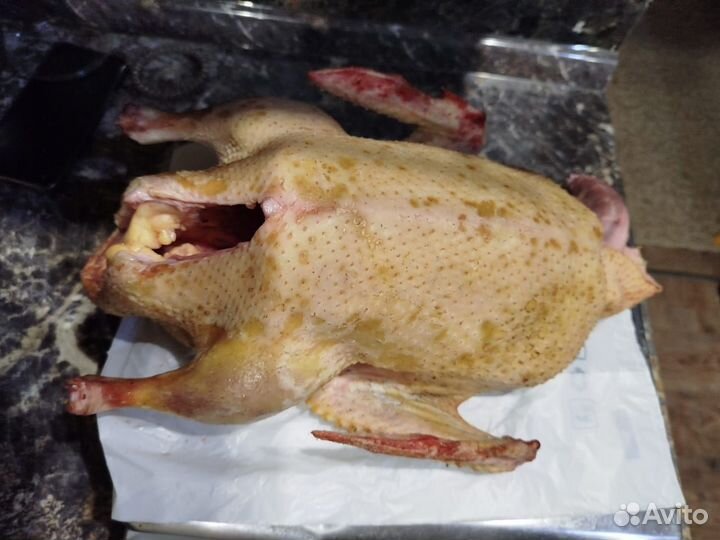 Утка мускатная