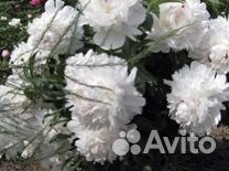 Пион Фестива максима