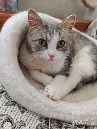 Кот