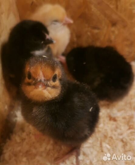 Цыплята суточные