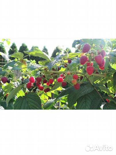 Саженцы малины Химбо Топа