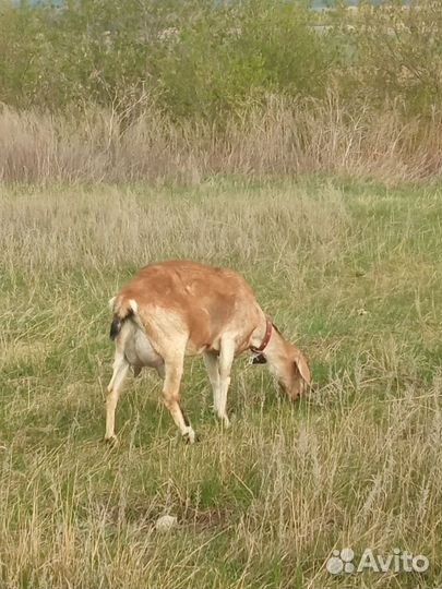 Дойные козы