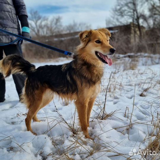 Ищет дом Лина