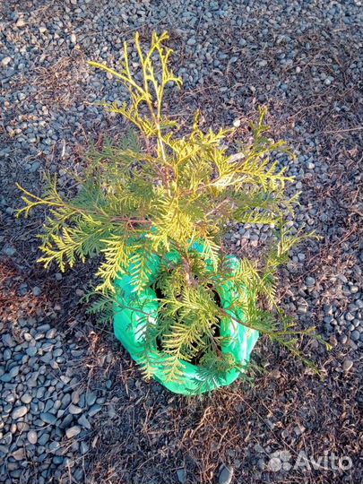 Туя западная