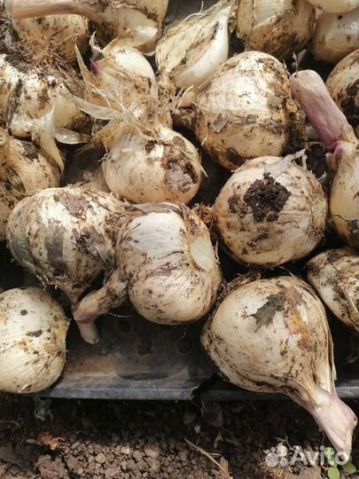 Чеснок рокамболь и свежие огурцы