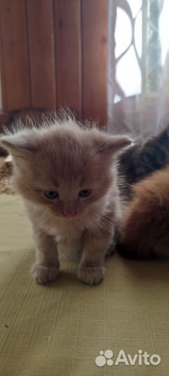 Котята в добрые руки бесплатно