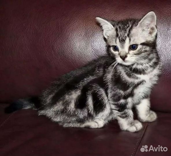 Котята и взрослые