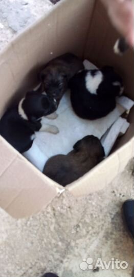 Щенки дворняжки 2