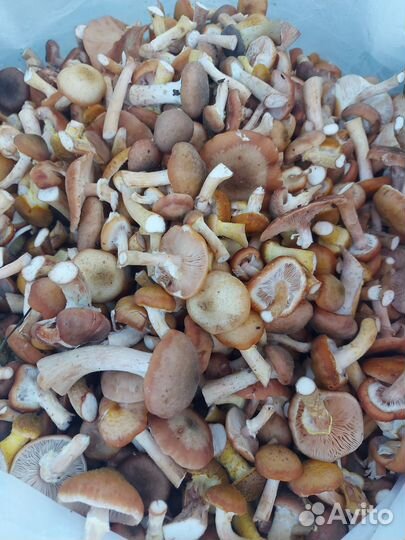 Грибы опята свежие