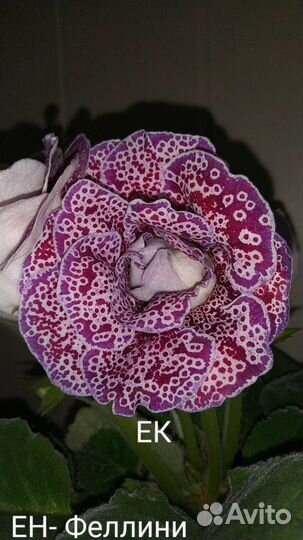 Глоксиния махровая листья