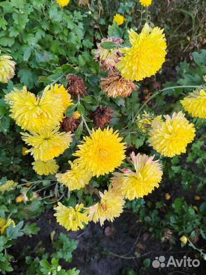 Хризантемы