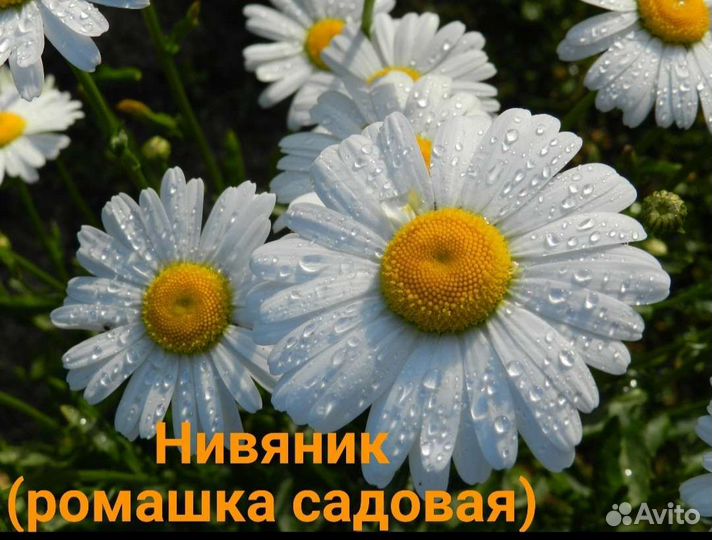 Многолетники для дачи