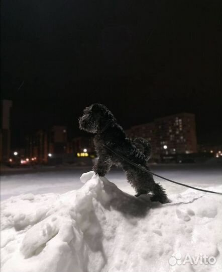 Вязка Кобель Цвергшнауцер