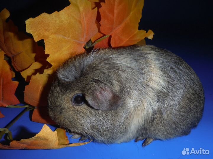 Морские свинки самочки