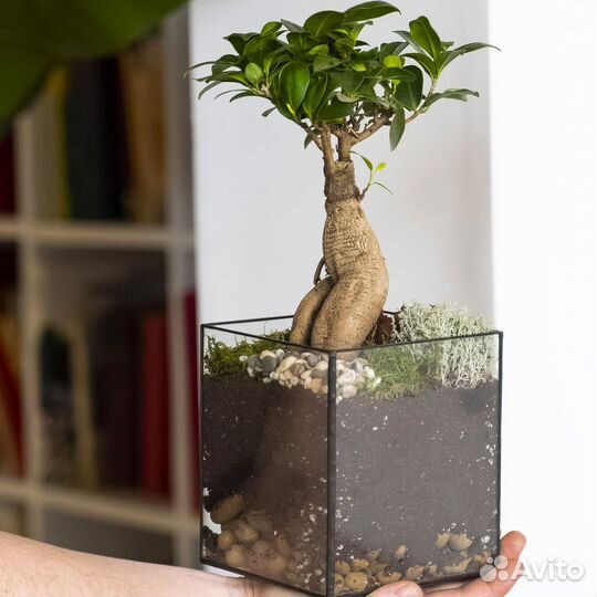 Бонсай дерево живое в кашпо