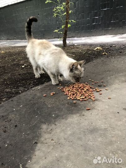 Выкинули кошку