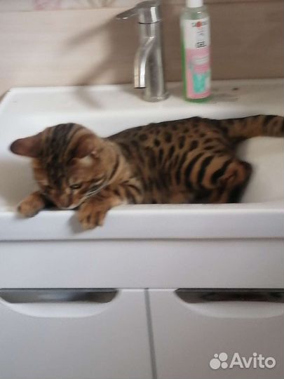 Бенгальский кот вязка