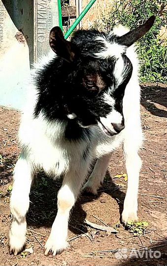 Камерунские козлики без брака