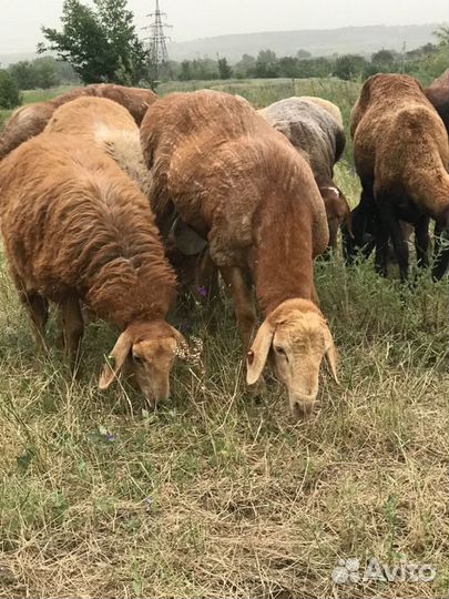 Продам мясо (баранина/ягнятина)