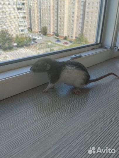 Девочки крыски в добрые руки