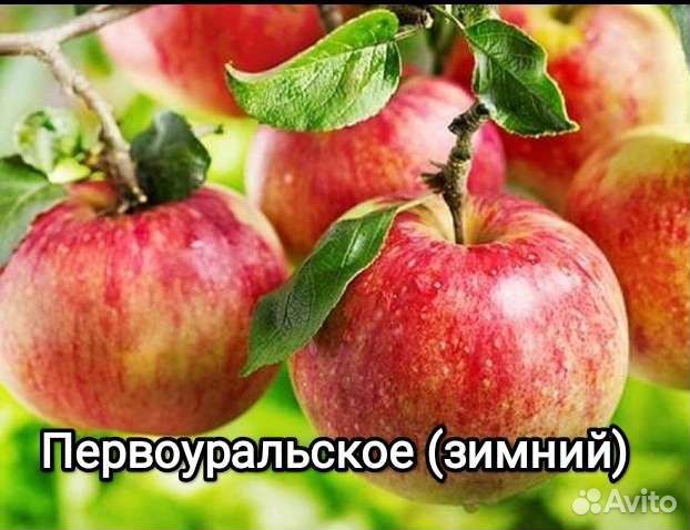 Саженцы яблони в наличии. Летние, осенние, зимние