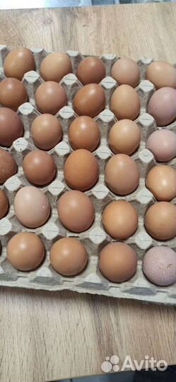 Яйца деревенские