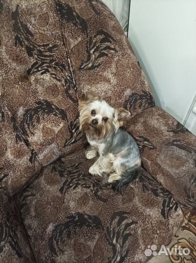 Вязка йорка