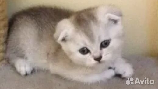 Вислоухие котята