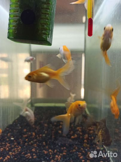 Аквариумные рыбки