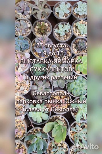 Дисхидия, церопегия