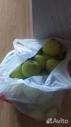 Отдам яблоки