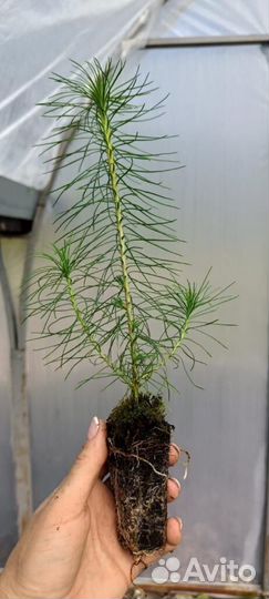 Саженцы ели зкс