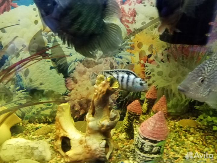 Аквариум с рыбками