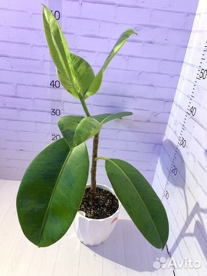 Фикусы Шривериана обн 29 июня