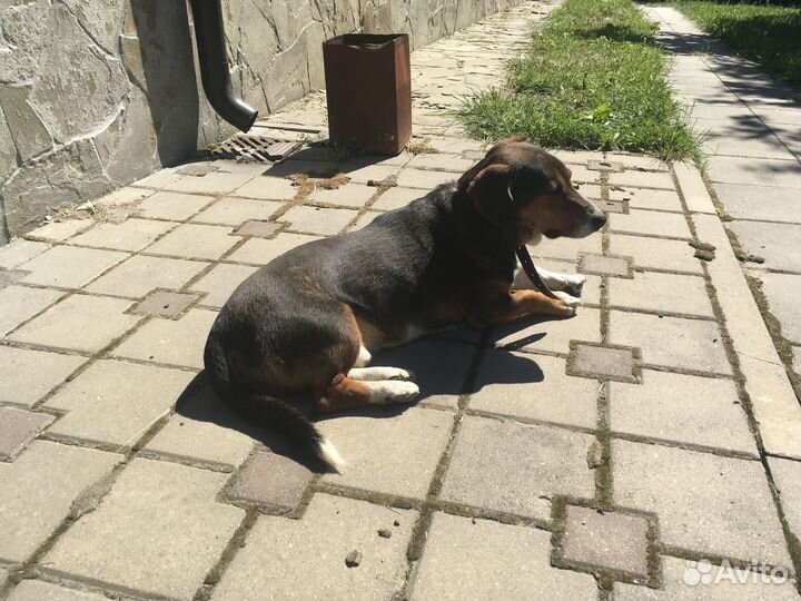 Пёсик в добрые руки