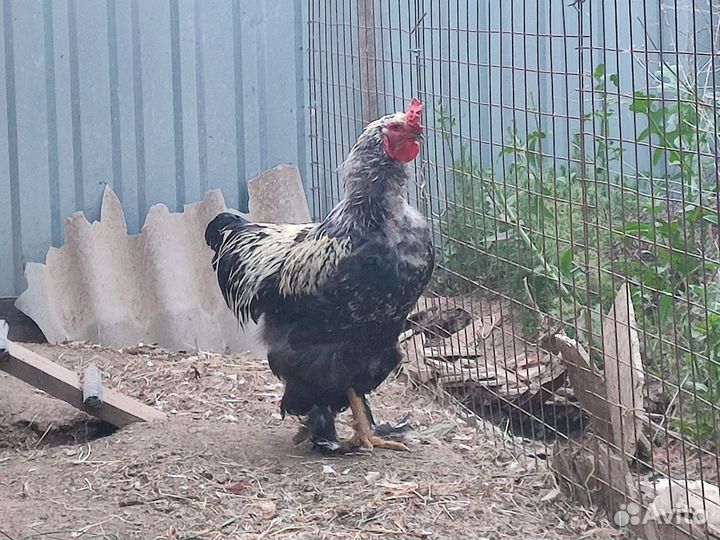 Петух брама