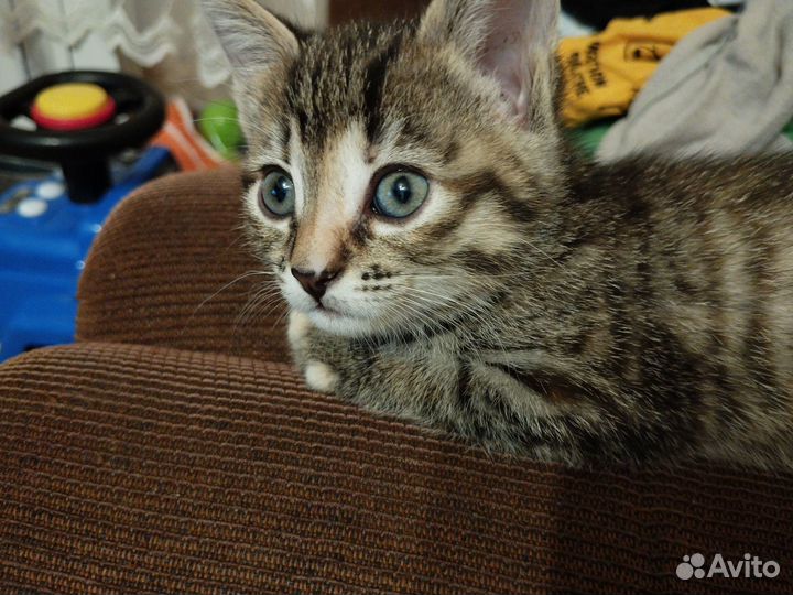 Котята