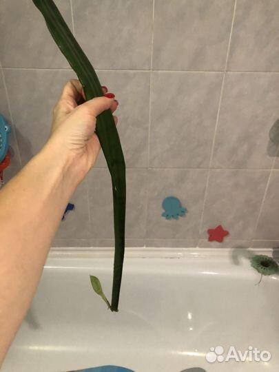 Сансевиерия