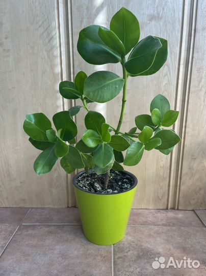 Клузия росеа