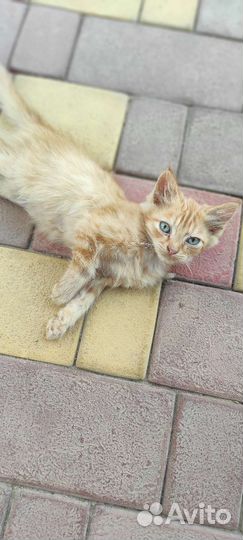 Милый котенок