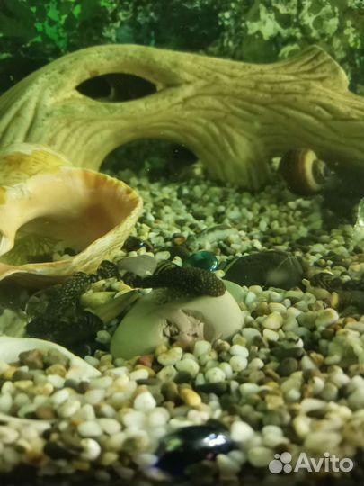 Сомики анциструсы