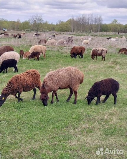 Овцы бараны