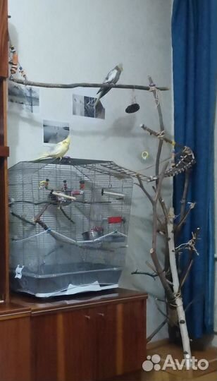 Дерево для попугаев