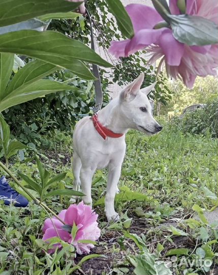 Щенок в ожидании семьи