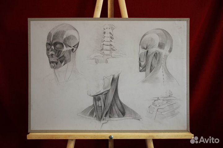 Анатомические рисунки 