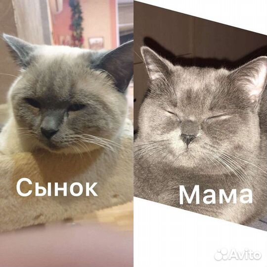 Шотландский кот вязка