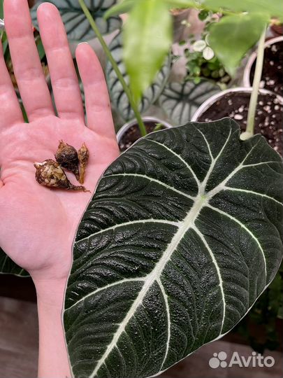 Алоказия дыхание дракона и другие