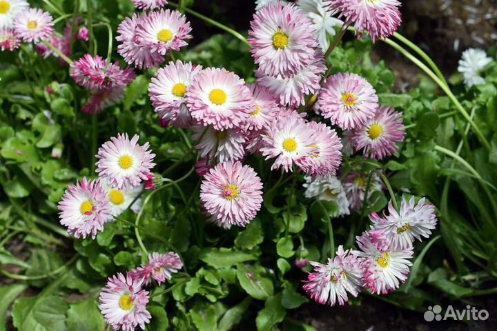 Маргаритки разные