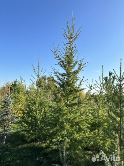 Лиственница